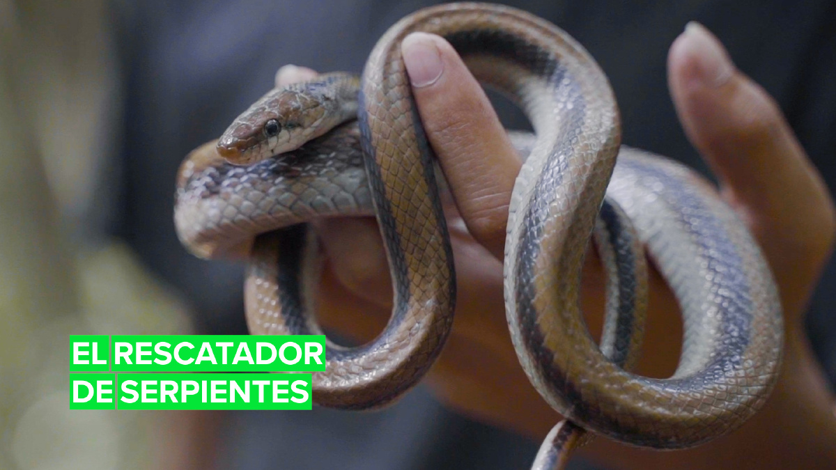El rescatador de serpientes en Nepal