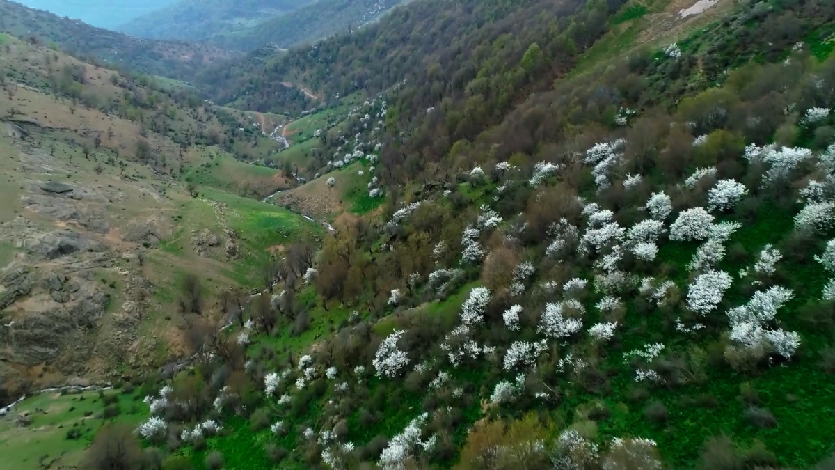 El despertar de la primavera: Fantásticas vistas de las impresionantes flores de Asia (Parte 1)