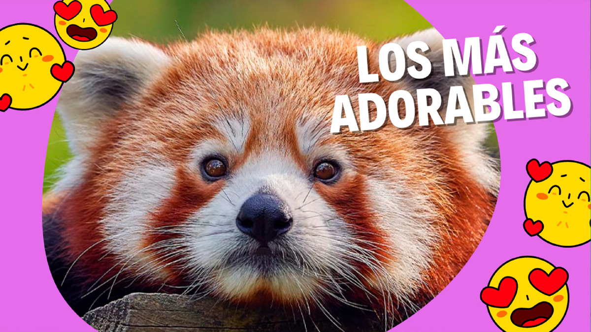 10 ANIMALES ADORABLES ¡Que querrás abrazar!