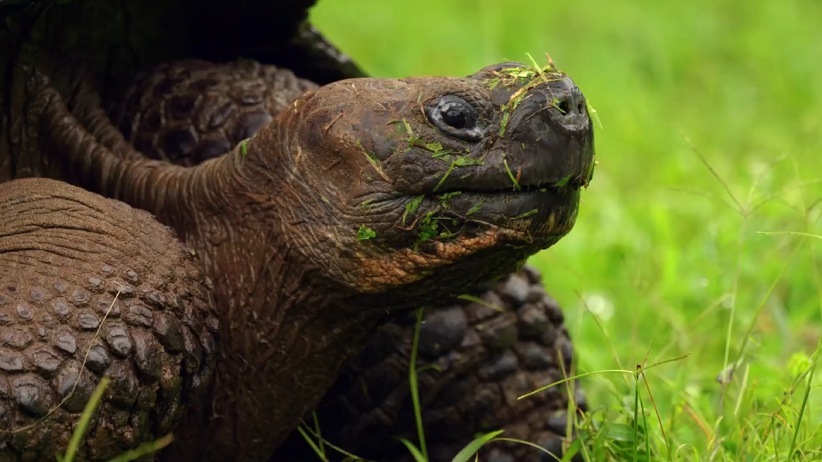 Top 10 animales más LONGEVOS del mundo