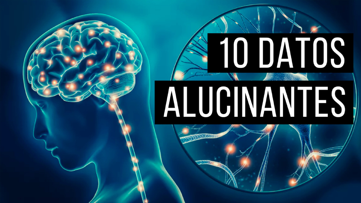 10 Datos alucinantes ¡¡DE TU CEREBRO!!