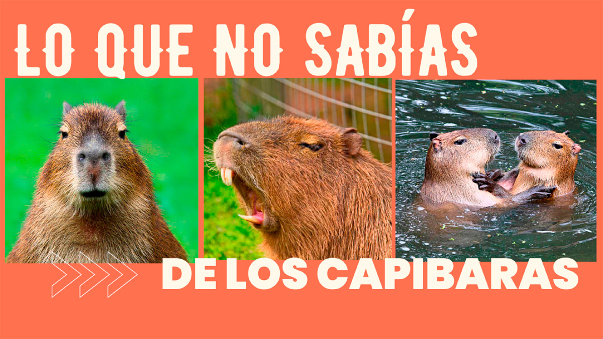10 Cosas que no sabías de LOS CAPIBARAS