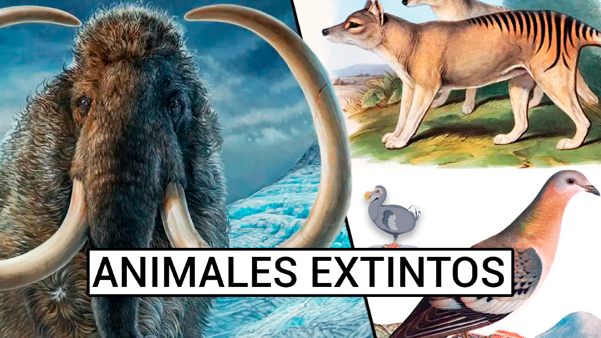 10 Animales Extintos que Jamás Volveremos a Ver