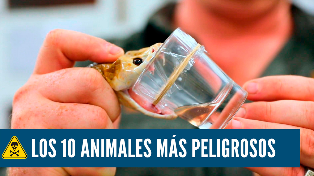 ¡Cuidado! Los 10 Animales Más Peligrosos Que Podrías Encontrar en tus Viajes